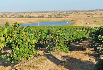 A Herdade e o Projeto