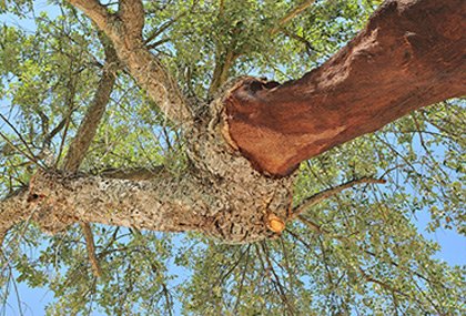 A Herdade e o Projeto