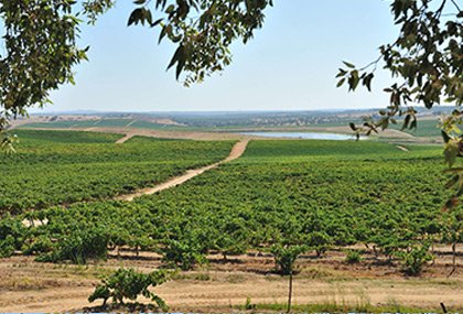 A Herdade e o Projeto